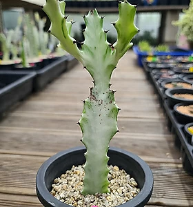 Euphorbia lactea White Ghost [] 17