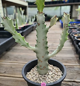 Euphorbia lactea White Ghost [] 18