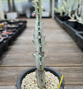 Euphorbia lactea White Ghost [] 20