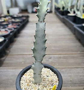 Euphorbia lactea White Ghost [] 22