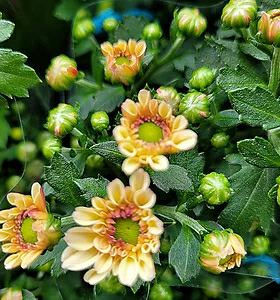 Chrysanthemum morifolium 