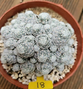Mammillaria humboldtii var. caespitosa 092281