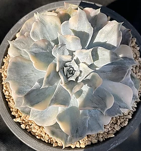 E. lilacina 