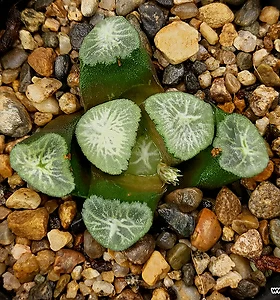 Haworthia maughanii 53-98