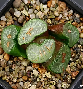 Haworthia maughanii 53-106