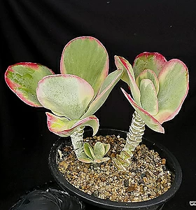 Kalanchoe thyrsiflora f.variegata 17-29