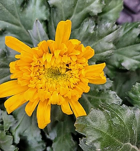Chrysanthemum morifolium 