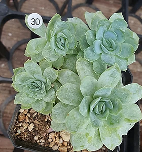 Sempervivum Raspberry Ice 30