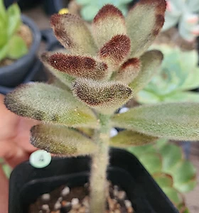 Kalanchoe tomentosa Teddy Bear 4