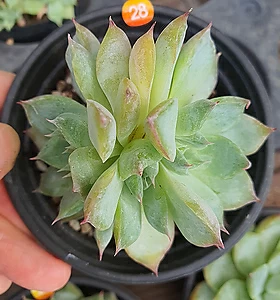 E. elegans potosina Crystal(Rose) 25 .