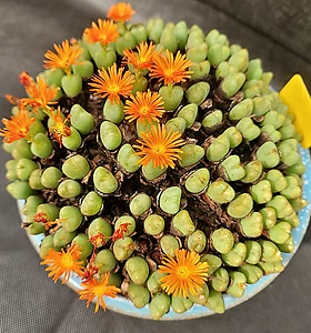 Conophytum bilobum 