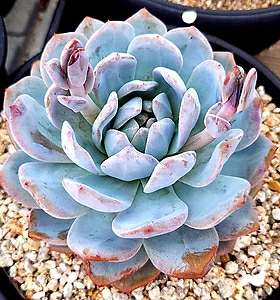 E. cv Laulindsayana Monroe 623