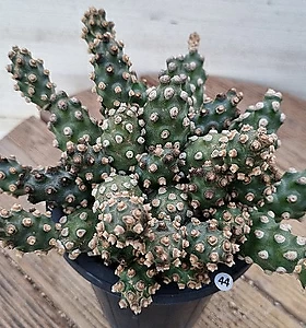 Tephrocactus molinensis  230924-27