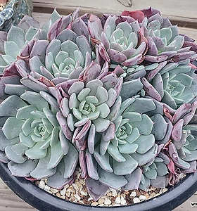 샤샤 자연군생