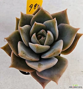 백모단980