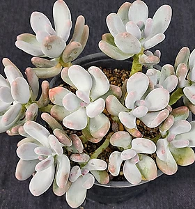 Crassula clavata 240