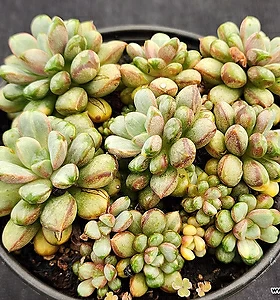 Graptoveria Ametum 123