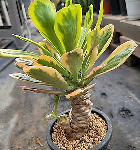 Euphorbia poissonii f. variegata 092982