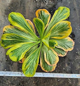 Euphorbia poissonii f. variegata 092999