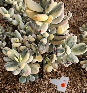 Cotyledon orbiculata cv variegated 09302