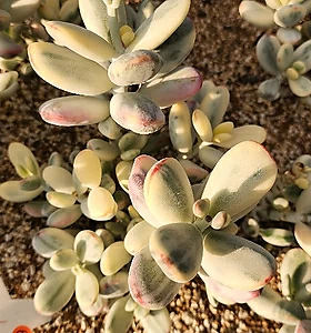 Cotyledon orbiculata cv variegated 09587