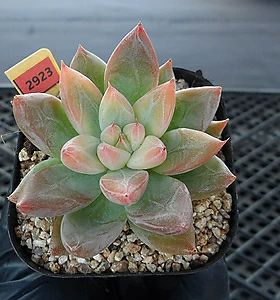 (New item)로즈레인보우(rose rainbow)9-2923