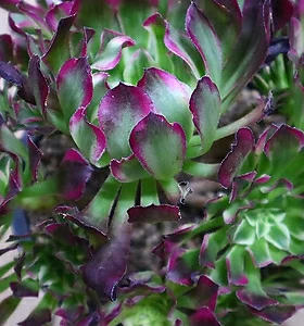 Aeonium canariense 0