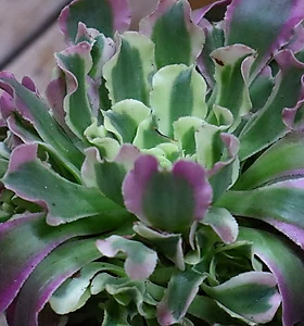 Aeonium canariense 0