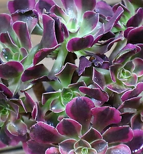 Aeonium canariense 
