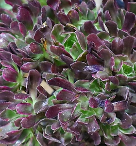 Aeonium canariense 
