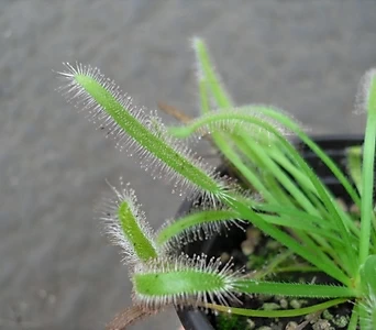 긴잎끈끈이주걱 식충식물 1