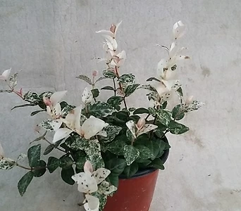 Trachelospermum asiaticum Tricolor  1