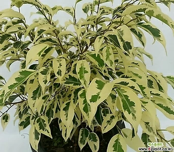 칼라벤자민/관엽식물/공기정화식물 1