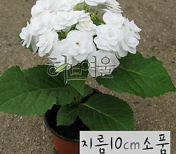 [허브여울] 흰색꽃 수국 (장미수국 노지월동) 지름 10cm 소품화분 1
