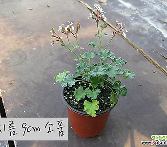 Pelargonium(Geranium) []    10cm 1