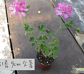 Pelargonium(Geranium) []   10cm 1