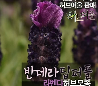 [허브여울모종] 반데라 딥퍼플 (라벤다 노지월동)  상토만사용 서울육묘생산 정품허브모종 1