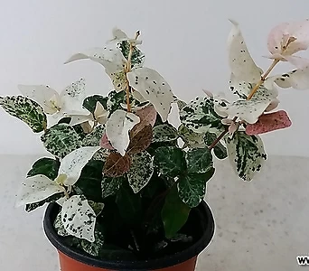 Trachelospermum asiaticum Tricolor . 1