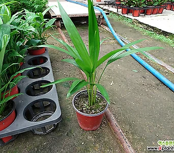 아레카야자나무-담배초미세먼지1급공기정화식물 1