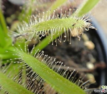 긴잎끈끈이주걱-,해충,하루살이벌레잡이식충식물 - 벌레잡이 식충식물 1