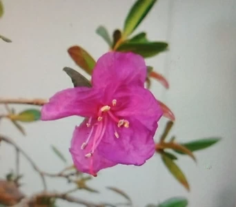 Rhododendron mucronulatum  1