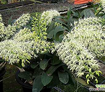 Dendrobium speciosum [] 1