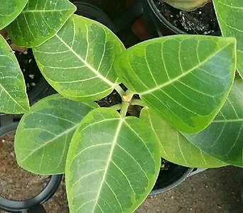 벵갈고무나무 1