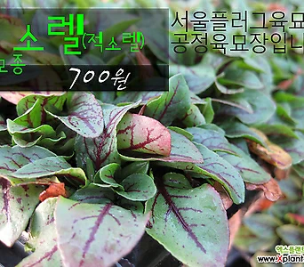 [허브여울모종] 적소렐모종 (Garden sorrel) 700원 - 서울육묘생산 허브여울판매 정품모종 1