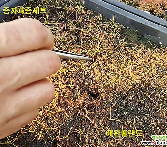 긴잎끈끈이주걱 종자파종세트 1