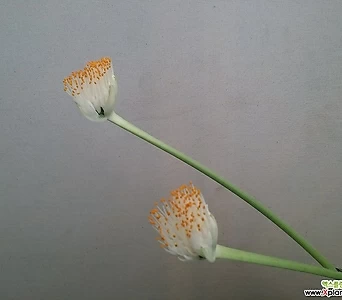 알비프로스.헤만투스.털군자란.밍크붓꽃(꽃형이튤립형) 1
