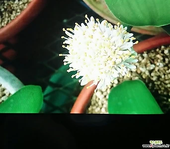 알비프로스.헤만투스.털군자란.밍크붓꽃 1