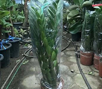 Zamioculcas zamiifolia(강추!!)  1