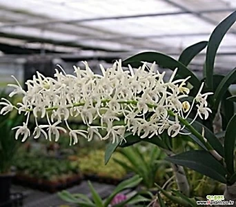 Dendrobium speciosum  1
