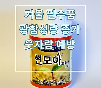 썬모아(겨울필수품,광합성량증가) 1